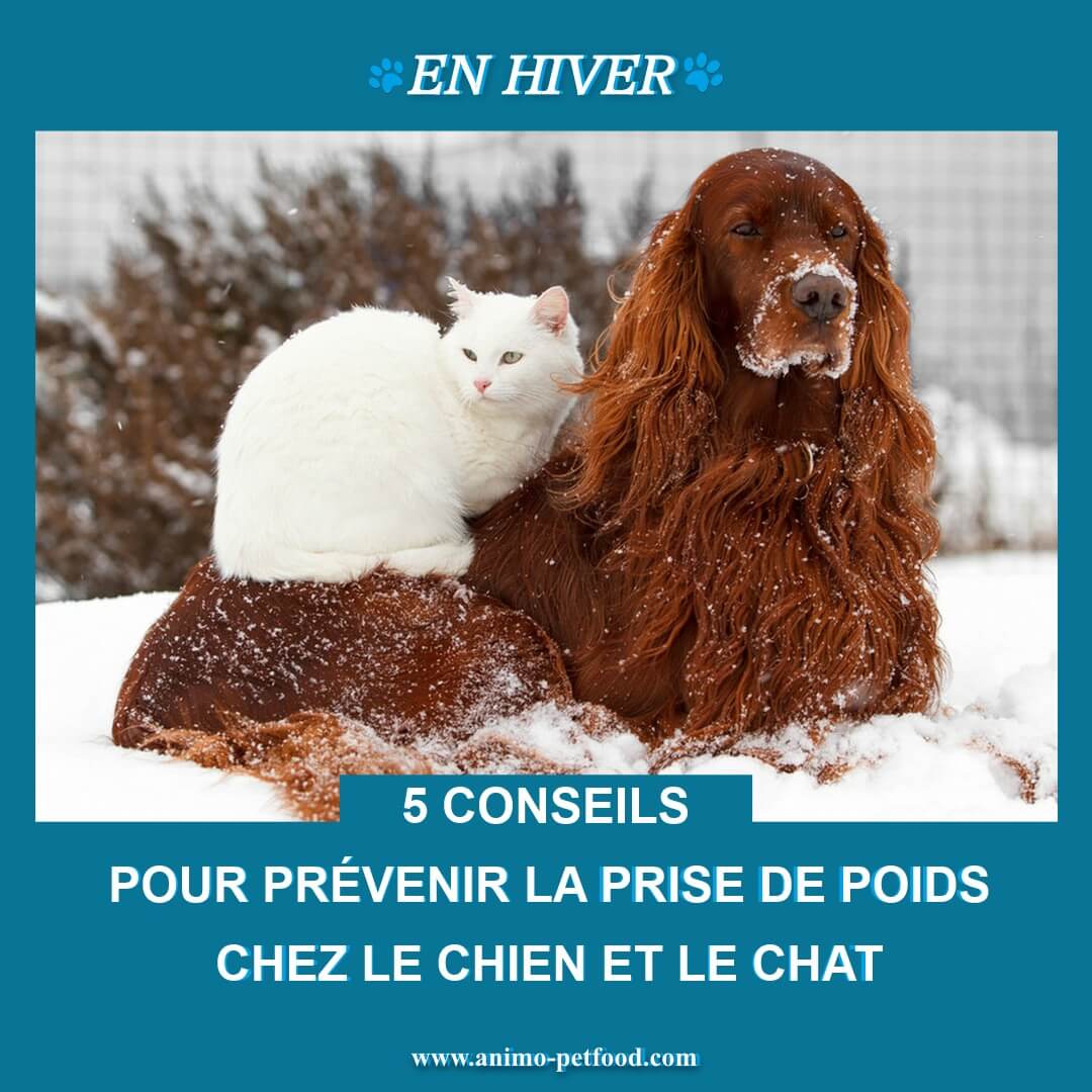 prevenir-la-prise-de-poids-en-hiver-chez-le-chien-et-le-chat